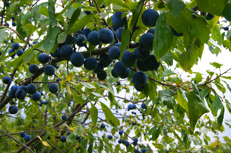 sloeの写真素材