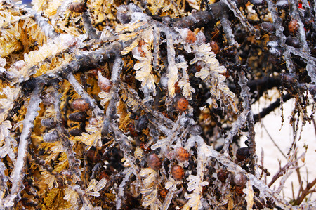 winter, frost, iceの写真素材