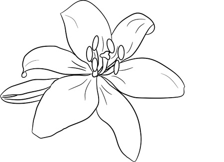 lily, flowerのイラスト素材