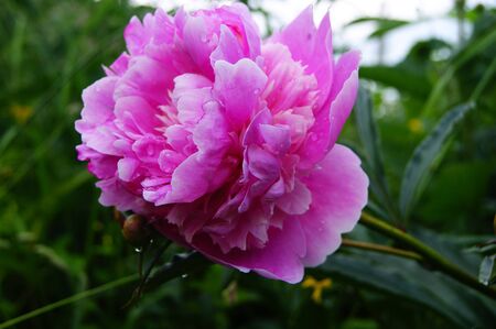 Peony, flowerの写真素材