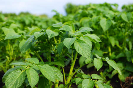 Potatoes, stemの写真素材