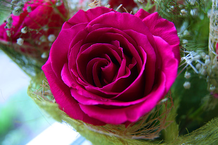 rose, flowerの写真素材