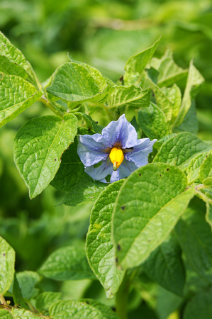 Flower potatoesの写真素材