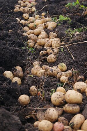 potatoesの写真素材
