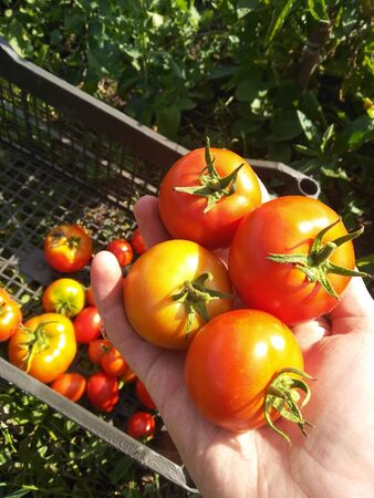 tomatoesの写真素材