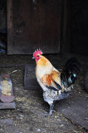 Rooster domestic agricultureの写真素材