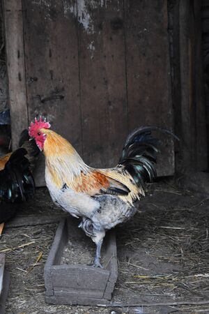 Rooster domestic agricultureの写真素材