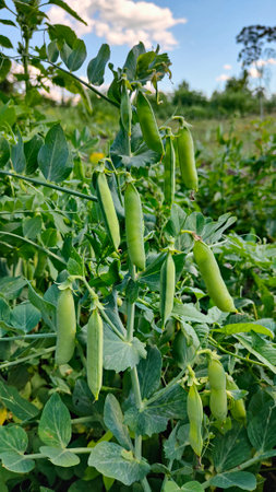 Green peas growing in the field. Growing peas in the garden.の写真素材
