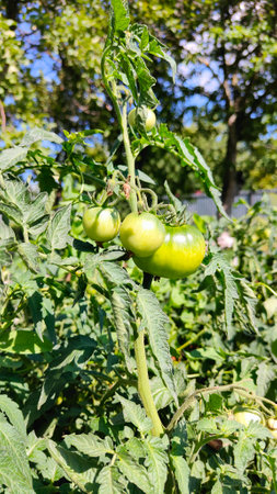 Green tomatoes growing on a branch in the garden. Agriculture concept.の写真素材