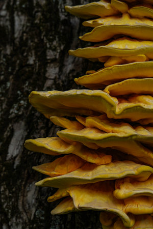 yellow mushrooms on a tree, texture of nature. High quality photoの写真素材