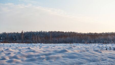 Winter snowy forest at sunsetの写真素材