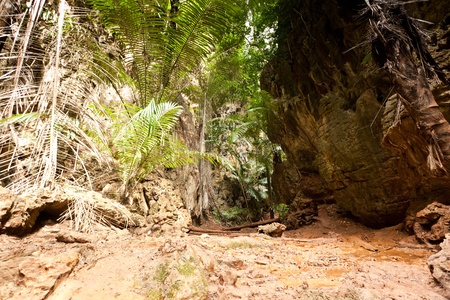 Tropical Rainforest Landscape, Thailand, Asiaの写真素材