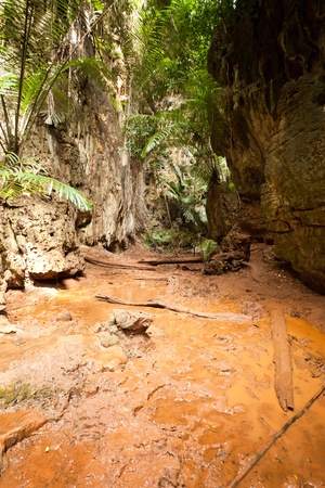 Tropical Rainforest Landscape, Thailand, Asiaの写真素材