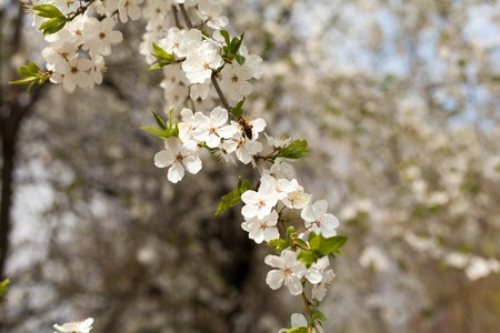 Beautiful flowering apple tree branch against the blue sky. Spring flowering trees. Background.