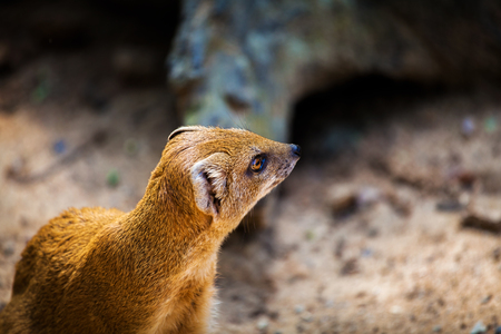 Yellow Mongoose, Cynictis penicillata, sitting on the tree trunk. Yellow Mongoose in the nature habitat. Yellow Mongoose with long tail. African animal from Botswana. Yellow Mongoose from Africa.の写真素材