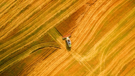 Combine harvester agriculture machine harvesting golden ripe wheat field. Aerial view. From above.の写真素材