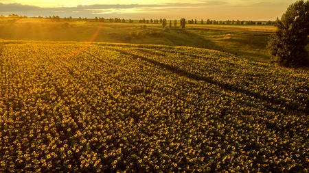 Field with blooming sunflowers on a background of sunset. Aerial view. From above. Outdoor.の写真素材