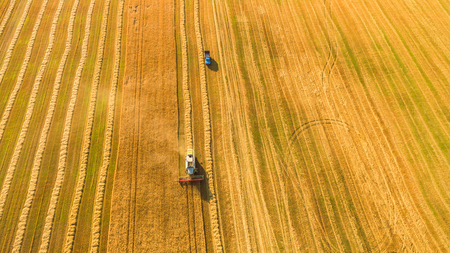 Harvester machine working in field . Combine harvester agriculture machine harvesting golden ripe wheat field. Agriculture. Aerial view. From above.の写真素材