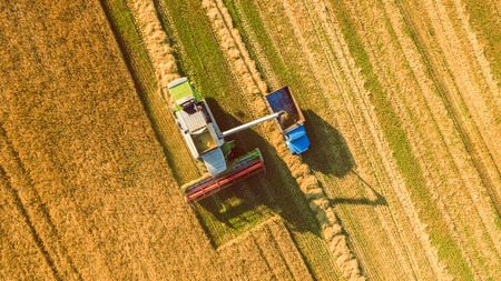 Harvester machine working in field . Combine harvester agriculture machine harvesting golden ripe wheat field. Agriculture. Aerial view. From above.の写真素材