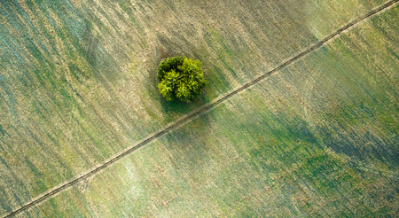Aerial view over agricultural beveled fields, diagonal road and tree. Outdoor. Conceptual landscape photograph taken from the copter.の写真素材