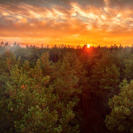 Beautiful panoramic photo of the sunset over the tops of pine forest. Aerial view. From above....