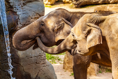 Two African elephant drinking water at a small waterfall. Animals in the wild.の写真素材