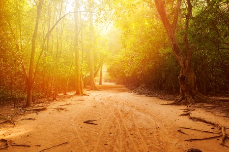 The road through the forest in the jungle with beautiful sunlight. Angkor, Cambodiaの写真素材