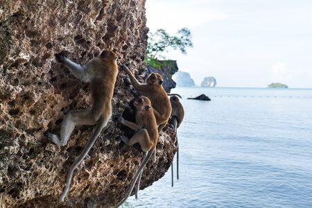 Monkey on a rock on the beach in Thailandの写真素材