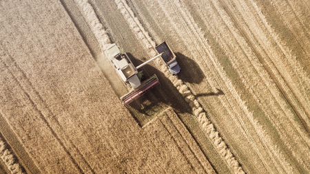 Harvester working in field and mows wheat. Ukraine. Aerial view.の写真素材