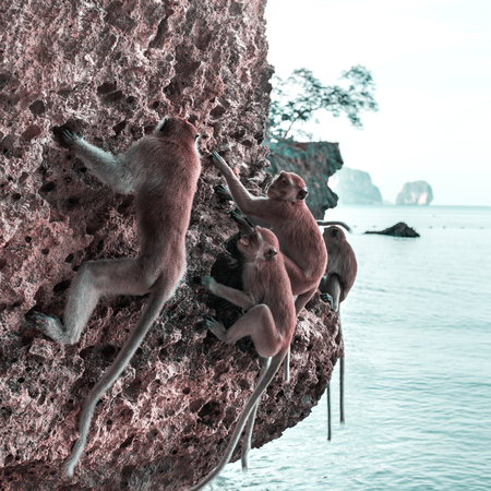 Monkey on a rock on the beach in Thailand