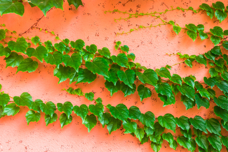 Pink wall with green ivyの写真素材