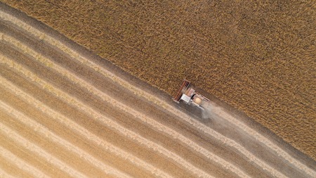Harvester working in field and mows wheat. Ukraine. Aerial view.の写真素材