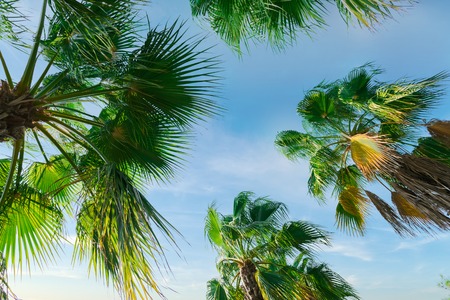 Palm trees against blue sky.