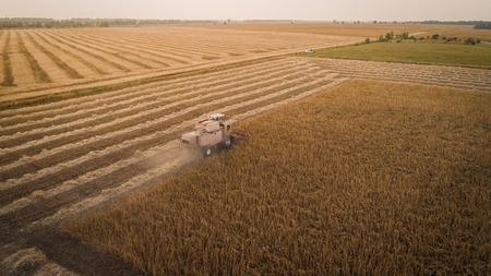 Harvester working in field and mows soybean. Ukraine. Aerial view.の写真素材