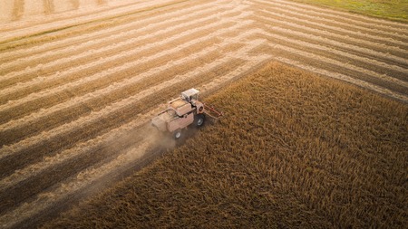 Harvester working in field and mows soybean. Ukraine. Aerial view.の写真素材