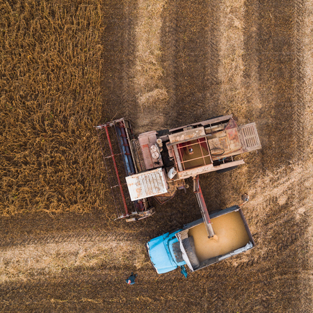 An old retro combine unloads soybean seeds in the back of a truck for transportation to the granary....