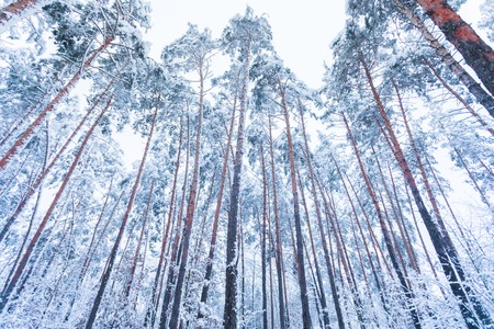 Snow-covered trunks and tops of pinesの写真素材