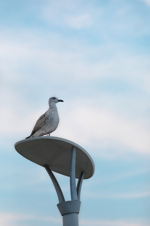 Seagull sitting on a lamppostの写真素材