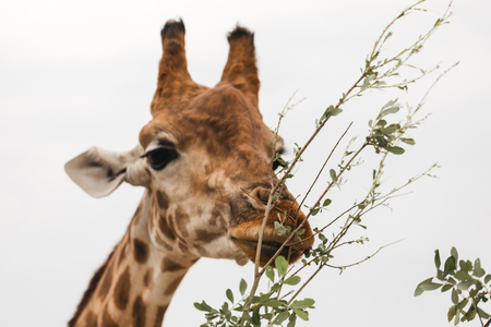 Giraffe Eats Eucalyptus Twigsの写真素材