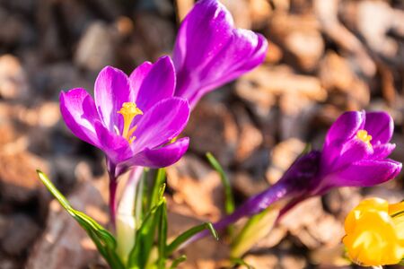 Blooming purple crocus flowers on a background of wooden pine barkの写真素材