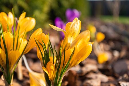 Yellow Crocus flowers in the parkの写真素材