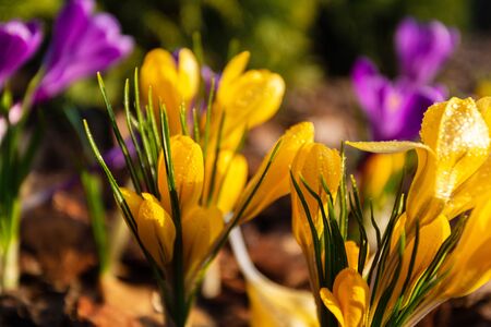 Yellow Crocus flowers in the parkの写真素材