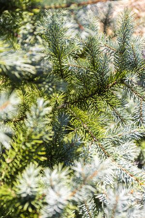 Abstract background with texture of blue spruce, evergreen trees, branches with blue and greenの写真素材