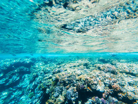 Carall reef of the red sea. Egyptの写真素材