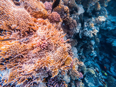 Underwater scene with coral reef in the Red Seaの写真素材