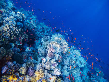 Underwater scene with coral reef in the Red Seaの写真素材