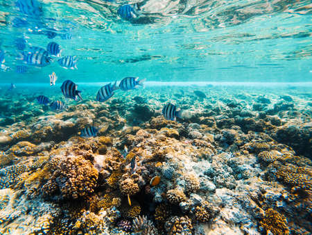 Carall reef of the red sea. Egyptの写真素材