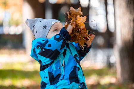 A little baby boy playing with colorful fallen leaves in the park in autumn.の写真素材
