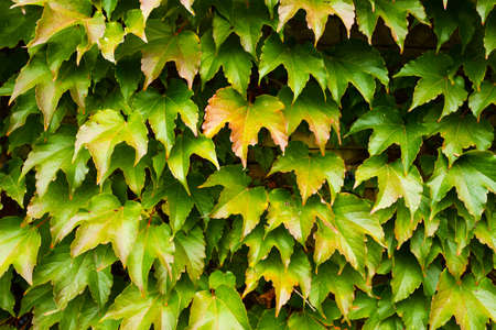 Wall covered with leaves of a girlish grapes.