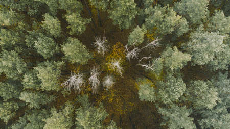 Beautiful autumn forest from above. Aerial view